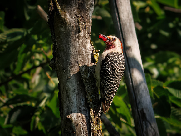 Red-bellied Woodpecker
