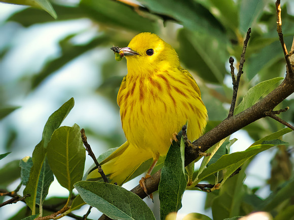 Yellow Warbler