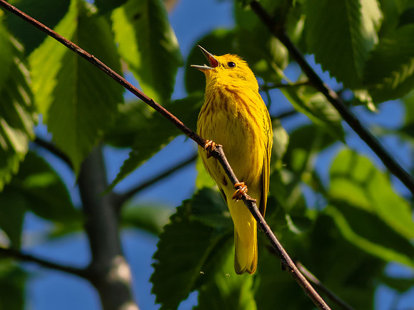 Yellow Warbler