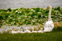 Swans