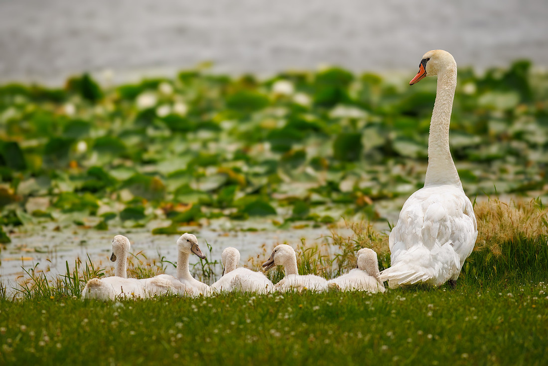 Swan Nap Time