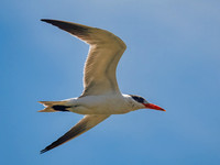 Caspian Tern Flyover