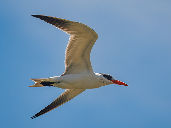 Caspian Tern Flyover