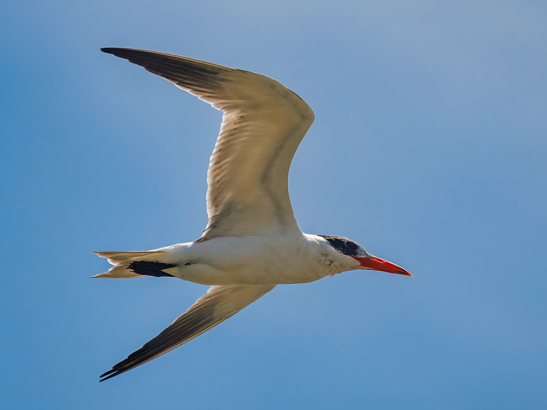 Caspian Tern Flyover