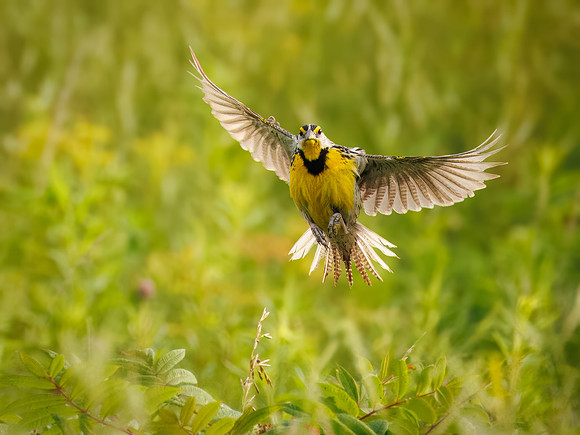 Eastern Meadowlark in Flight