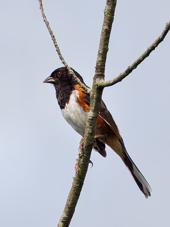 Eastern Towhee