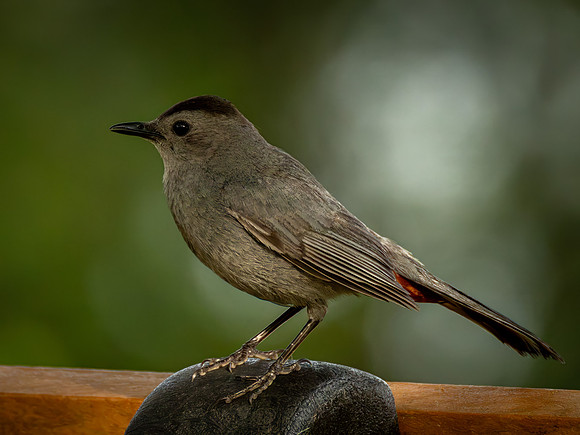 Gray Catbird