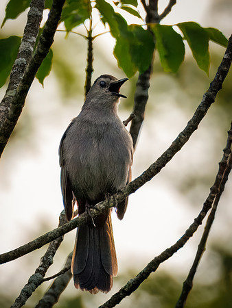 Singing Gray Catbird