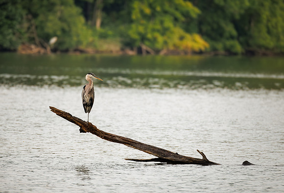 Great Blue Heron