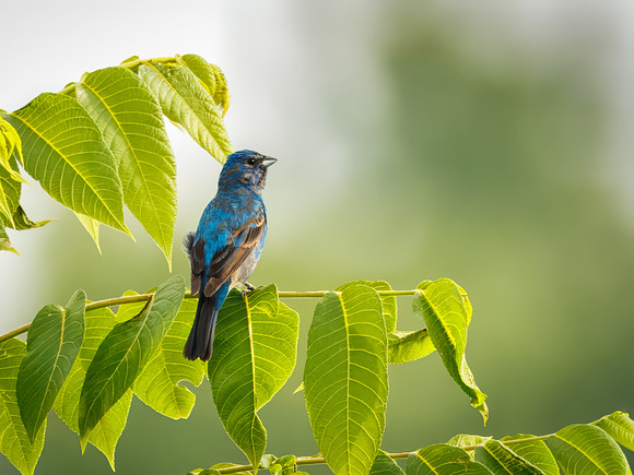 Indigo Bunting