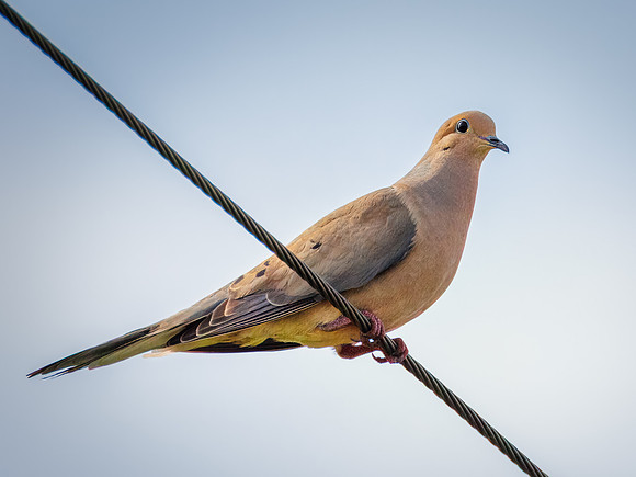 Mourning Dove