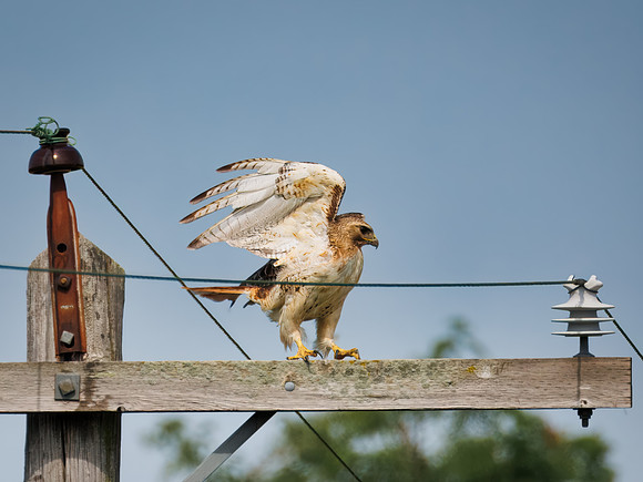 Red-tailed Hawk-2