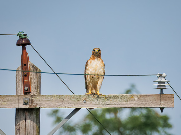 Red-tailed Hawk