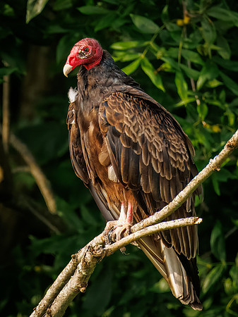 Turkey Vulture