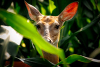 White-tailed Deer