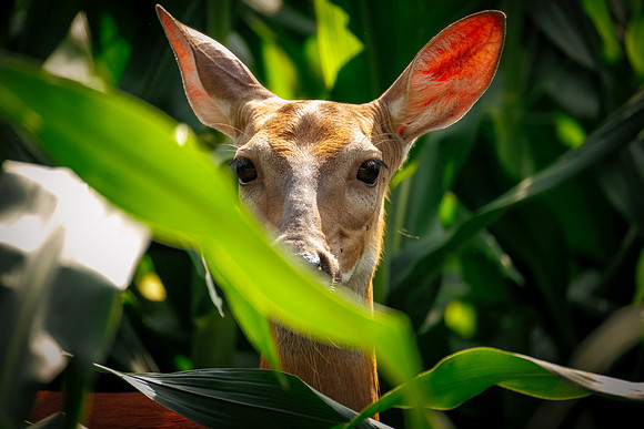 White-tailed Deer