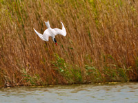 Caspian Tern Dive