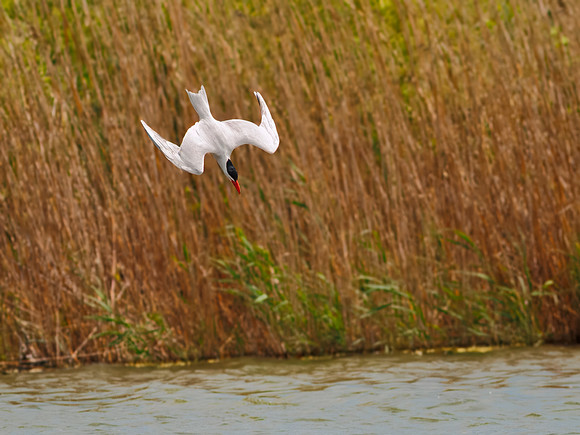 Caspian Tern Dive