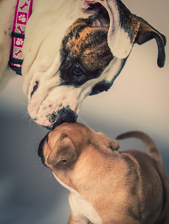 A Mother's Love