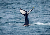 Humpback Whales in Alaska