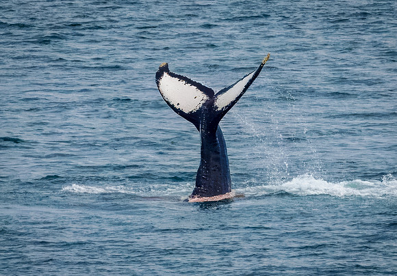 Humpback Whales in Alaska