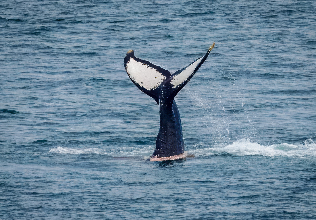 Humpback Whales in Alaska