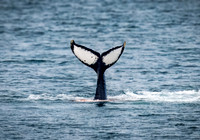 Humpback Whales in Alaska