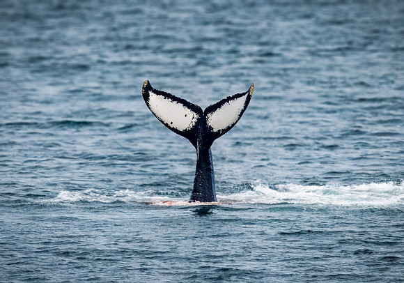 Humpback Whales in Alaska