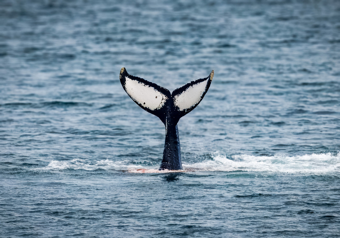 Humpback Whales in Alaska