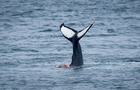Humpback Whales in Alaska