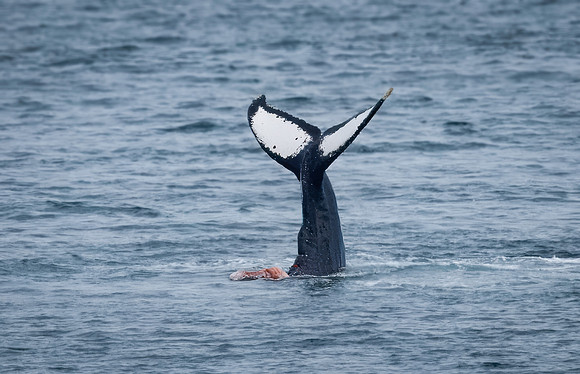 Humpback Whales in Alaska