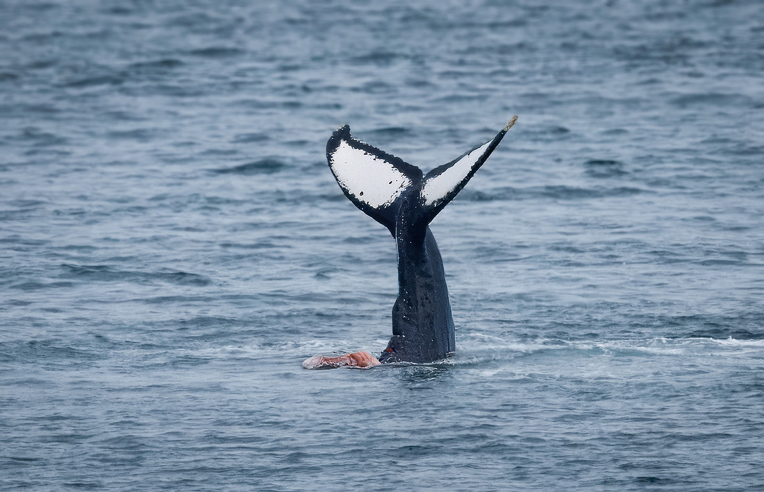 Humpback Whales in Alaska