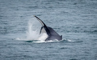 Humpback Whales in Alaska