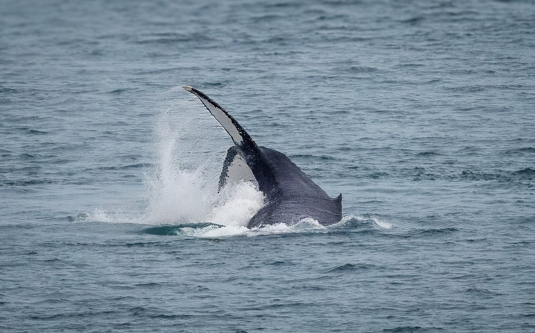 Humpback Whales in Alaska