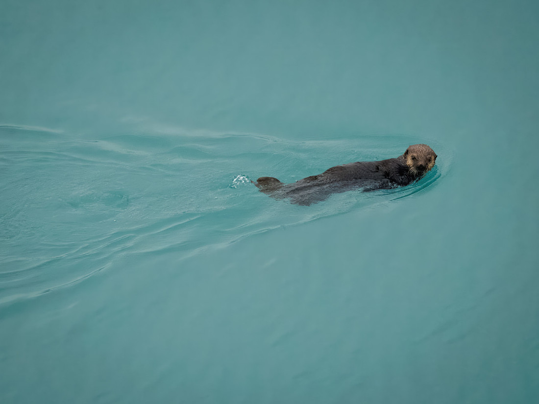 Sea Otters