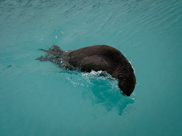 Sea Otters