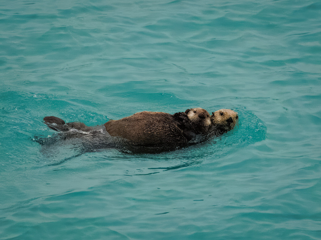 Sea Otters