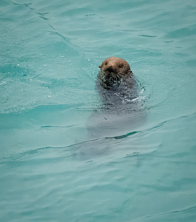 Sea Otters