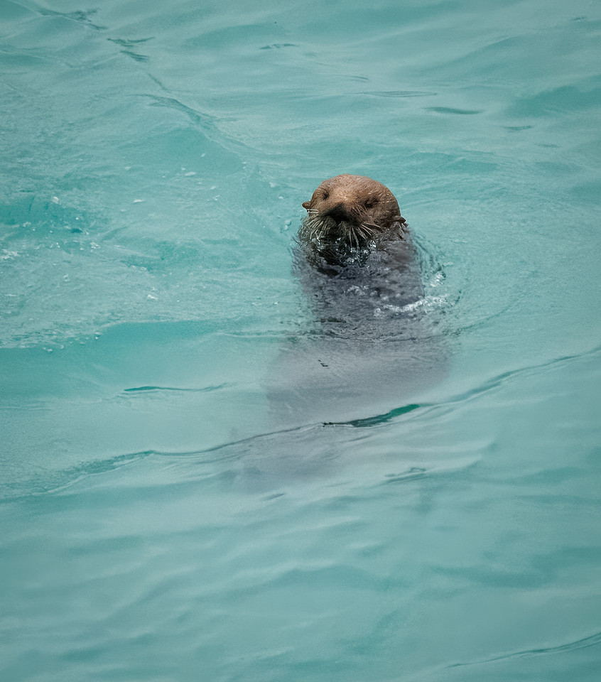 Sea Otters