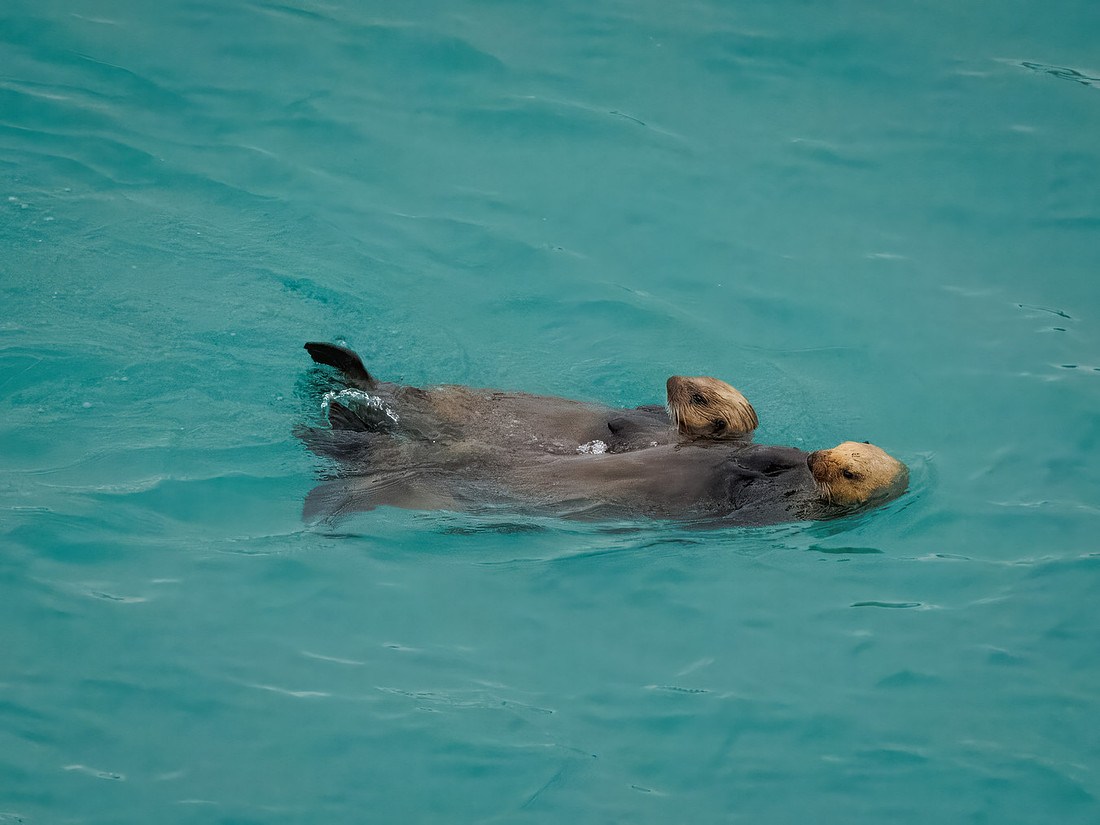 Sea Otters