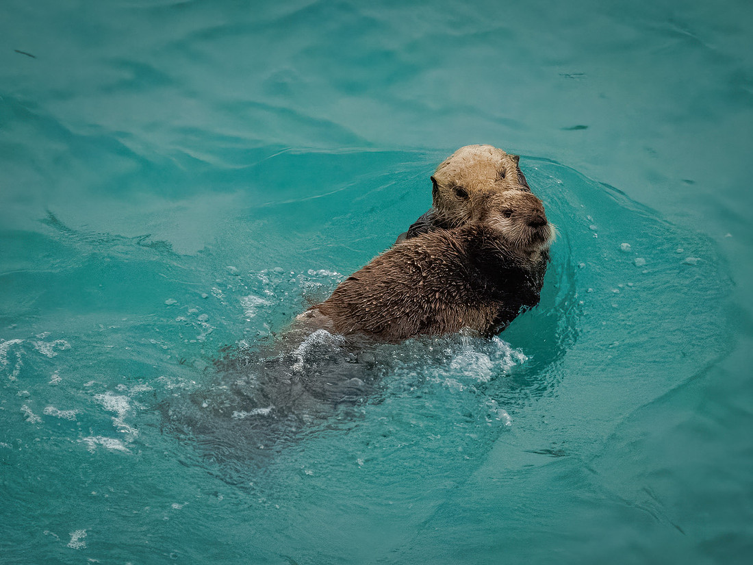 Sea Otters