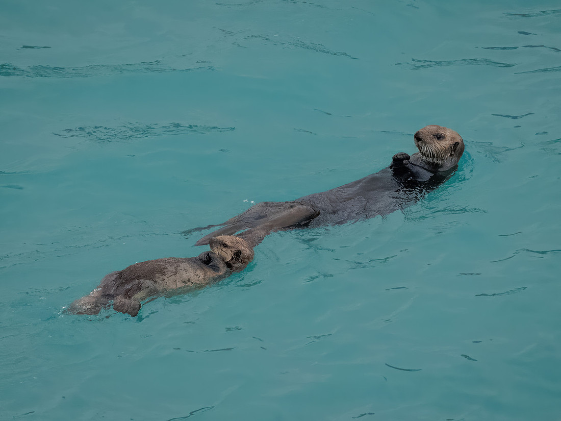Sea Otters