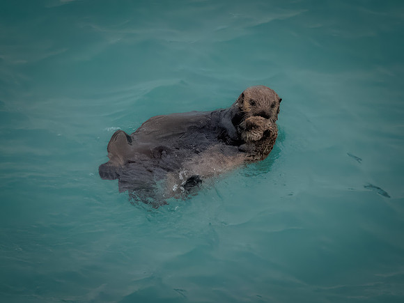 Sea Otters