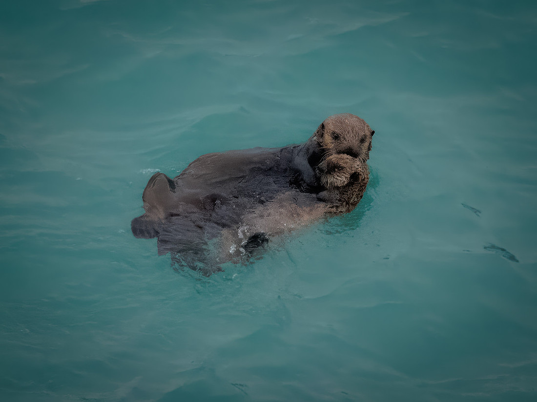 Sea Otters