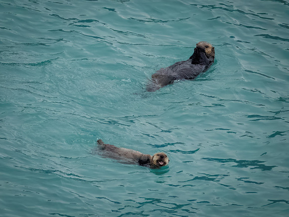 Sea Otters