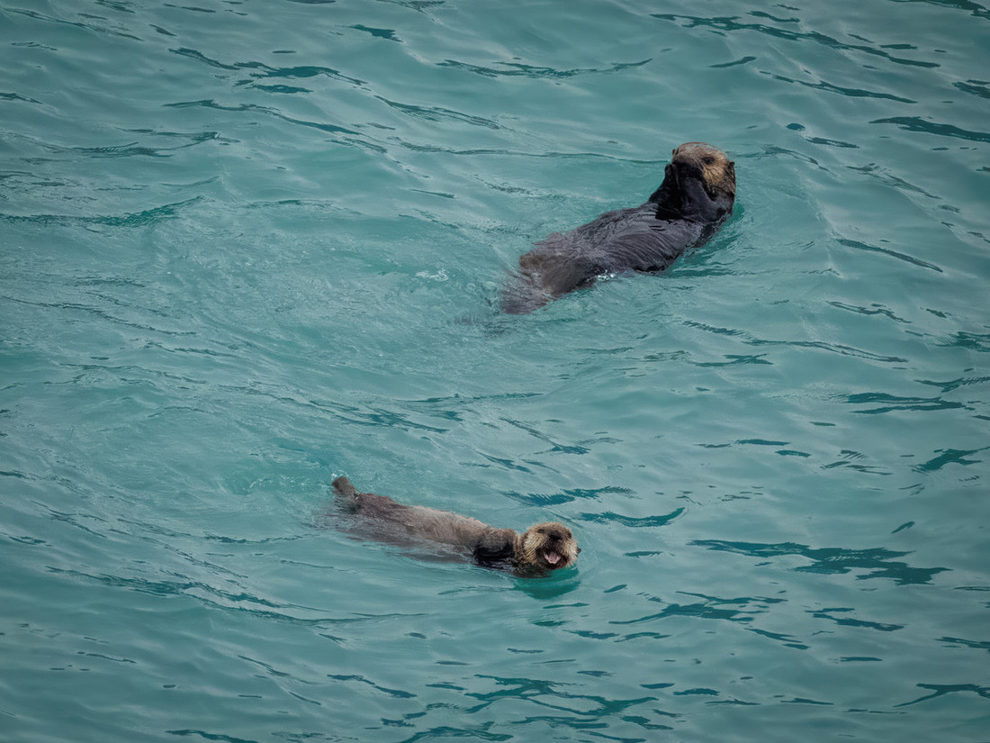 Sea Otters