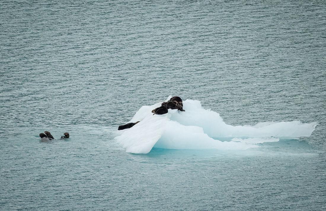 Sea Otters in Alaska