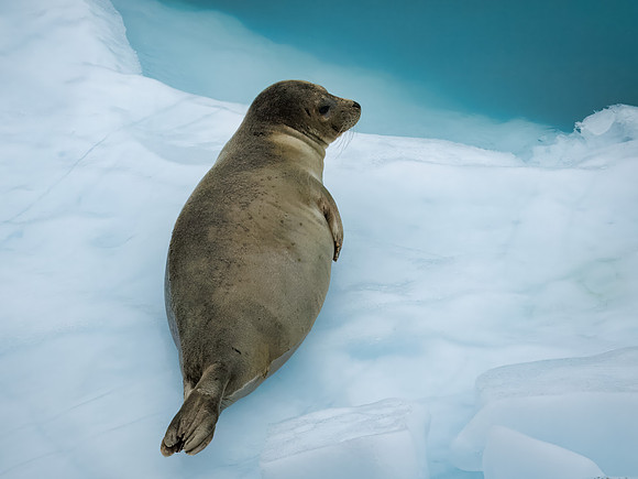 Harbor Seals