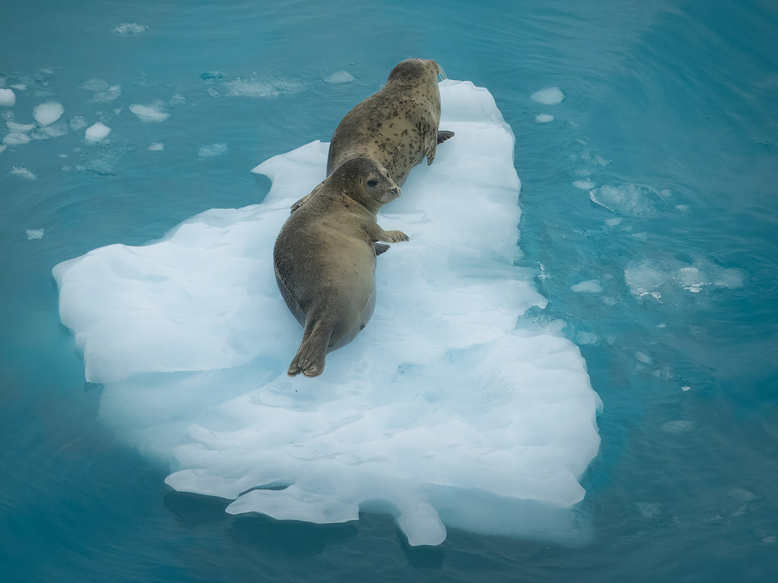 Harbor Seals