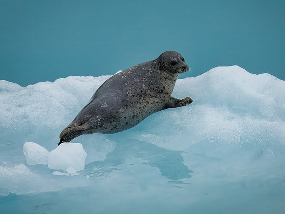 Harbor Seals